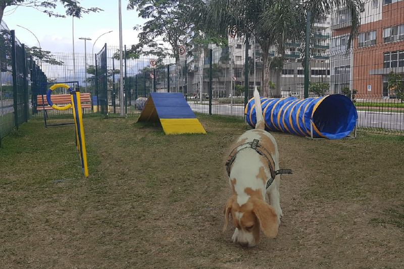 O melhor amigo do homem ganhou mais espaço